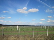 железобетонные столбики для винограда,  ограждений